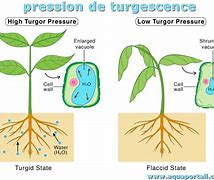 Image result for turgescence