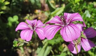 Image result for Geranium Sue Crûg