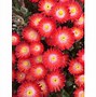 Delosperma Jewel of Desert Grenade 的图像结果