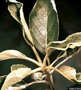 Image result for Apple Tree Leaf Curl and Brown Spots