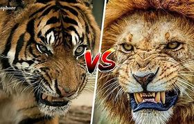 Image result for Lion vs Tiger Who Would Win