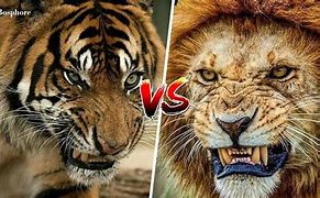 Image result for Lion vs Tiger Fight to Death