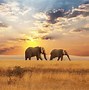 Image result for African Wallpaper Free Images