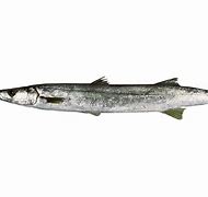 Image result for Snook Fish Clip Art