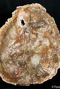 Image result for Petrified Wood Slab
