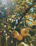 Image result for Tree with Small Yellow Fruit