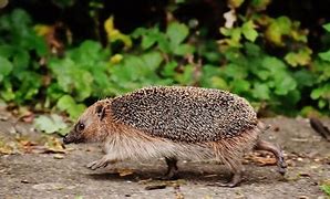 Image result for Hedgehog Tail