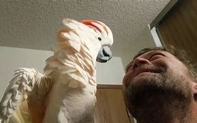 Image result for Pebbles the Cockatoo
