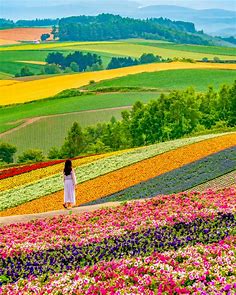 美しいお花の絨毯 | 展望花畑 四季彩の丘の口コミ - TRIPROUD