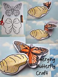Image result for Life Cycle of Insects Crafts