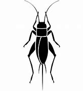 Image result for Cricket Insect Drawing Cartoon