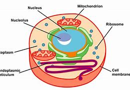 Image result for General Structure of Cell