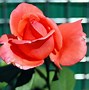 Image result for Fotos De Rosas