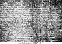 Image result for Wall Vines Winter