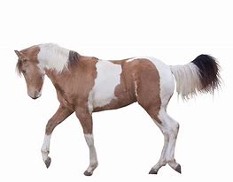 Image result for Paint Horse Running