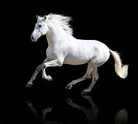 Image result for Horse Screensaver Black White