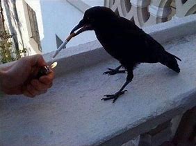 Image result for Haven't Heard That Name Meme Crow