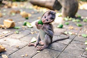 Image result for Happy Animals Eating