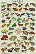 Image result for Frog Species Identification