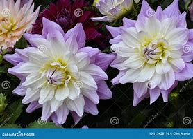 Image result for Purple Yellow and White Flowers