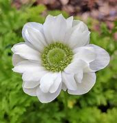 Image result for Anemone coronaria Mount Everest