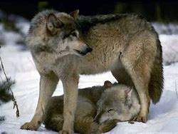 Image result for Sanguis The Poet's Hour Two Wolves