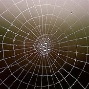Image result for Spider Web Radial