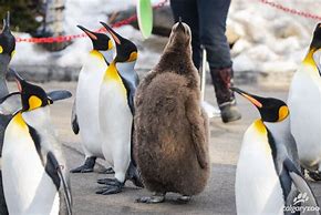 Image result for Calgary Zoo Penguins