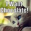 Image result for Chocolate Cat Meme