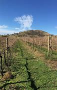 Image result for Brindabella Hills Riesling