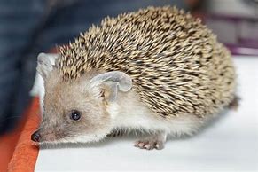 Image result for Long-Eared Hedgehog