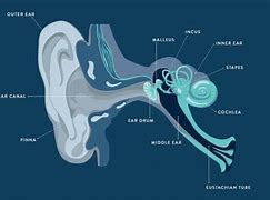 Image result for Giant Ear Sound Waves