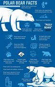 Image result for polar bears facts