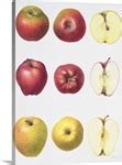 Image result for Illustration of an Apple On the Table