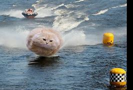 Image result for Cat Floating On Water Meme