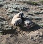 Image result for Weasel Eating a Prairie Dog