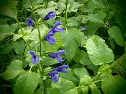 Image result for Salvia guaranitica Blue Enigma