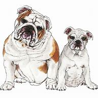 Image result for Bulldog Illustration