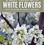 Image result for Spring Trees with White Flowers