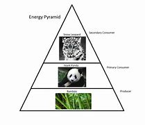 Image result for Giant Panda Food Chain