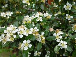 Image result for Cotoneaster suecicus Coral Beauty