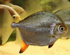 Image result for Red Hook Fish