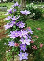 Image result for Clematis Purple Haze