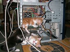 Image result for Cat in Computer Case