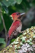 Image result for Picus miniaceus