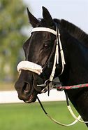 Image result for Thoroughbred Horse Black Portrait