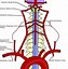 Image result for Medullary Branch of Vertebral Artery