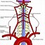 Image result for Vertebral Artery Diagram