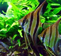 Image result for Angelfish Aquarium Fish