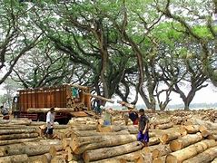 Image result for Industri Kayu